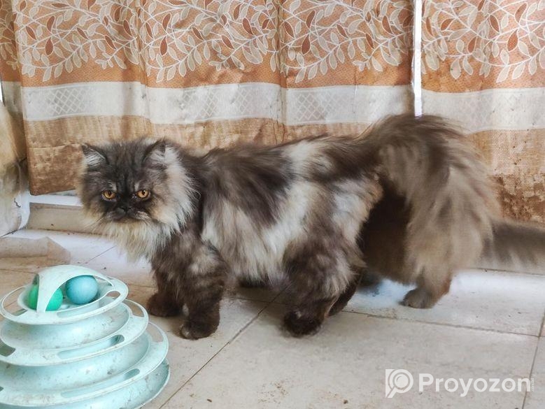 Persian adult male cat