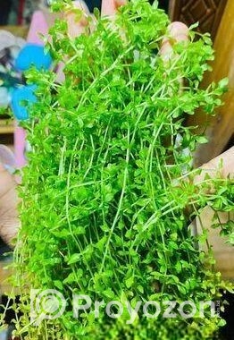 মিকরা একুরিয়াম এর জীবিত গাছ