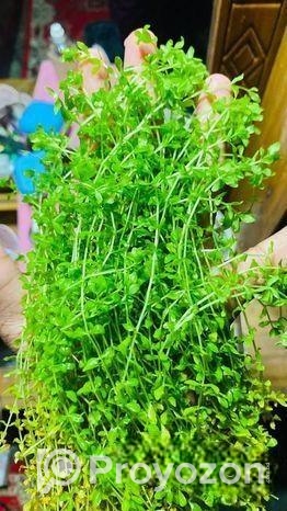 মিকরা একুরিয়াম এর জীবিত গাছ