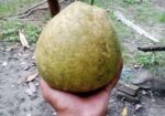 জাম্বুরা বিক্রি