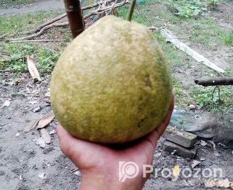 জাম্বুরা বিক্রি