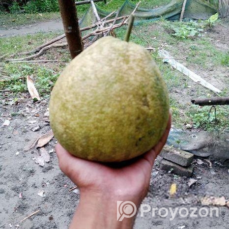 জাম্বুরা বিক্রি