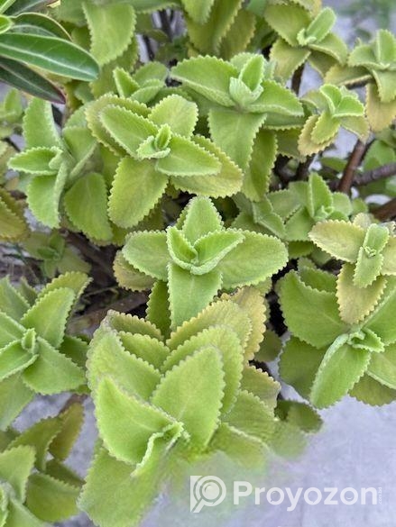 Oregano Saplings ওরেগানো চারা