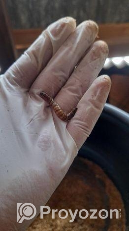 বিটল পোকা