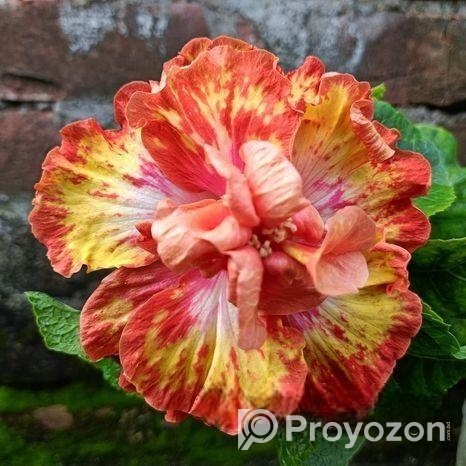 ট্রপিকাল জবা চারা