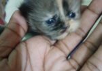 pure persian female cat .