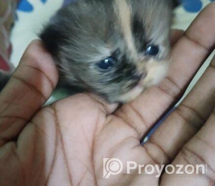 pure persian female cat .