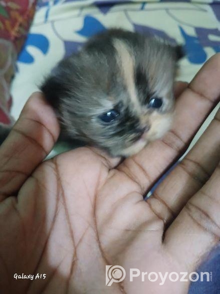 pure persian female cat .