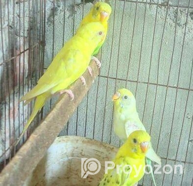 বাজিগার পাখি