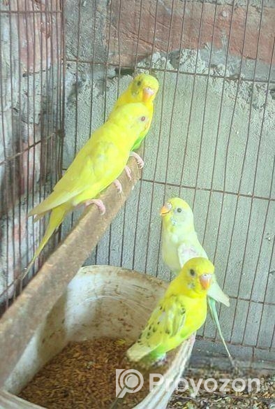 বাজিগার পাখি