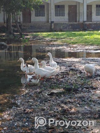 Balgium duck and Chainese sell