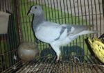 রেসার কবুতর বিক্রি করা হবে