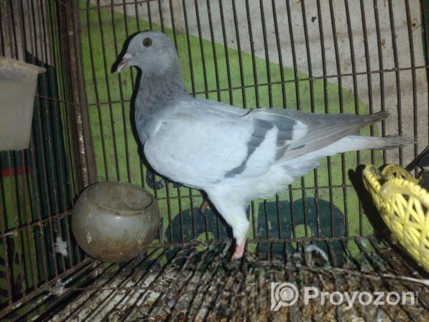 রেসার কবুতর বিক্রি করা হবে