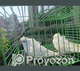 fitted-92_2025-10-28_10-41-37