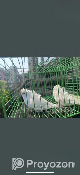 1jura jp bajigar paki