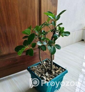 বনসাই চায়না বট