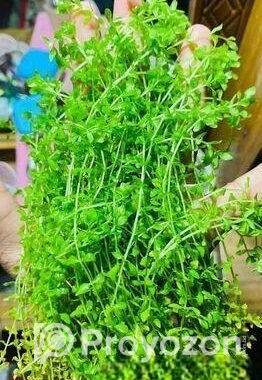 মিকরা একুরিয়াম এর জীবিত গাছ