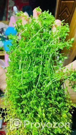 মিকরা একুরিয়াম এর জীবিত গাছ