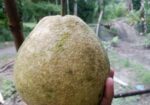জাম্বুরা বিক্রি