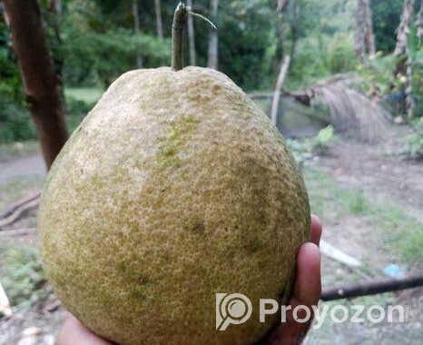 জাম্বুরা বিক্রি
