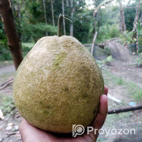 জাম্বুরা বিক্রি