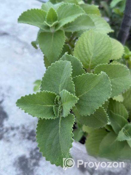 Oregano Saplings ওরেগানো চারা