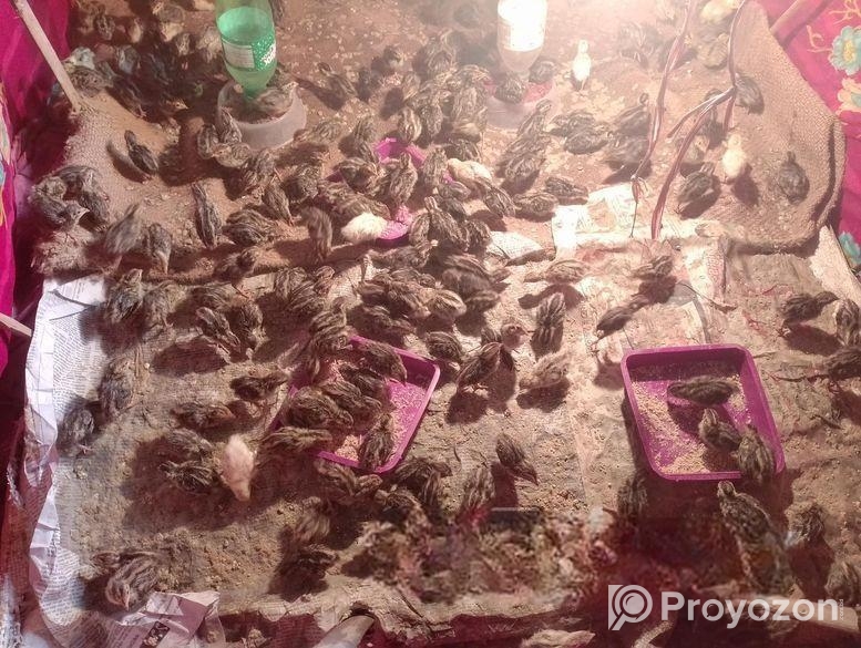 কোয়েল পাখি বিক্রি