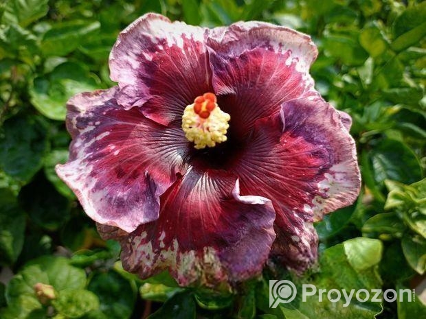 ট্রপিকাল জবা চারা