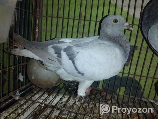 রেসার কবুতর বিক্রি করা হবে