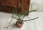 Indoor Plant