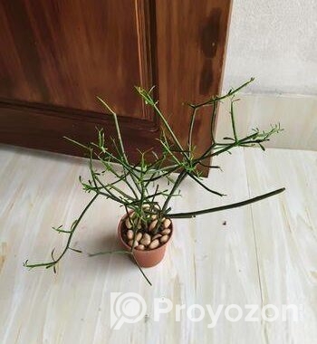 Indoor Plant