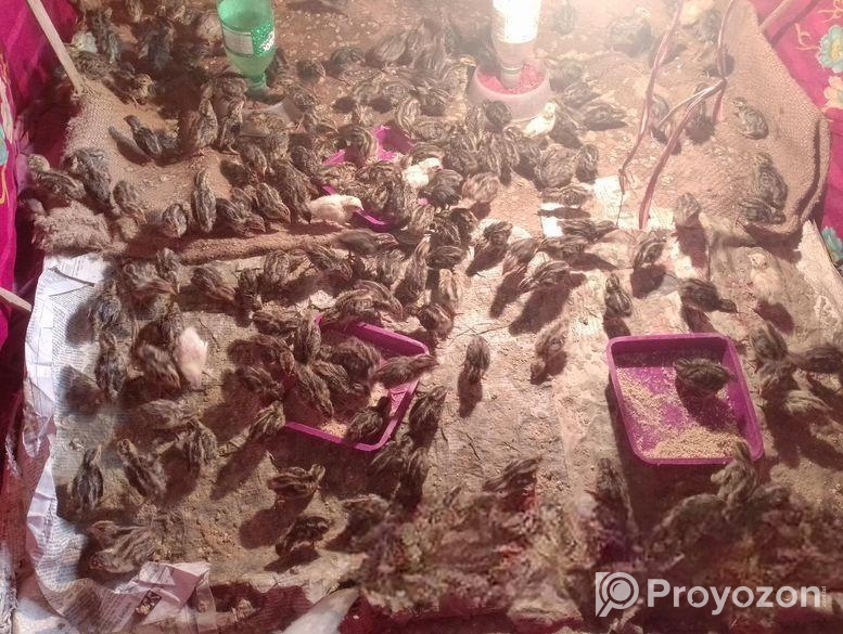 কোয়েল পাখি বিক্রি