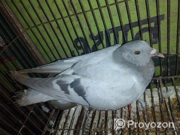 রেসার কবুতর বিক্রি করা হবে