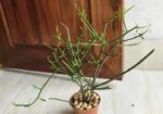 Indoor Plant