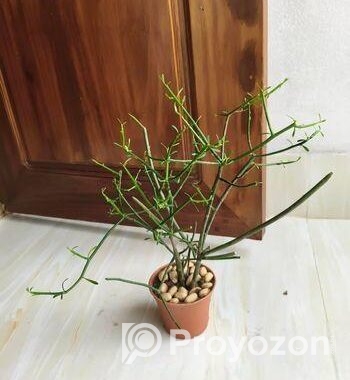 Indoor Plant