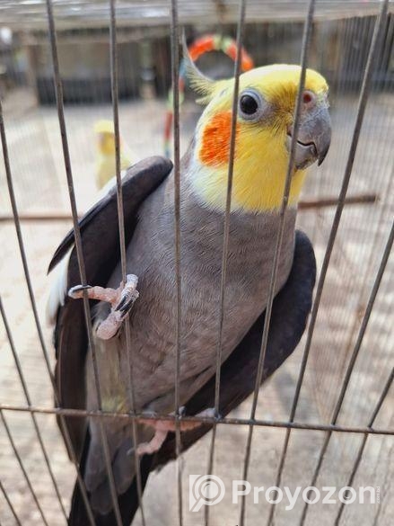 হাতবদল হবে লুটিনো(ফিমেল ২ টা) গ্রে(মেল একটা টেম)