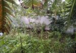৬ শতক পাকা রাস্তার সাথে জমি বিক্রি করা হবে