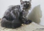 Persian male kitten