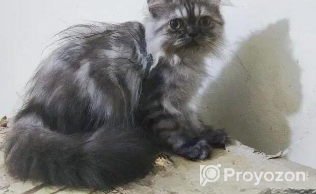 Persian male kitten