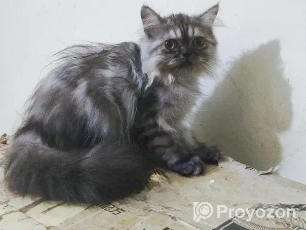 Persian male kitten