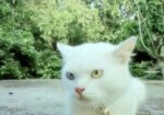 Persian Cat Sale