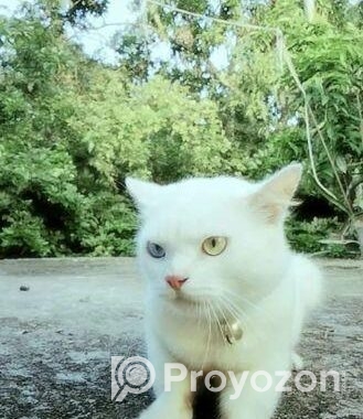 Persian Cat Sale