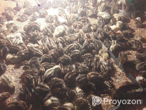 কোয়েল পাখির ৩ দিন এর বাচ্চা বুডিং করা