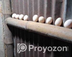 fitted-95_2025-10-28_10-52-48