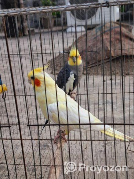 হাতবদল হবে লুটিনো(ফিমেল ২ টা) গ্রে(মেল একটা টেম)