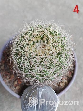 অফ সারপ্রাইজ, বাসায় সাজানোর জন্য ইনডোর ক্যাকটাস