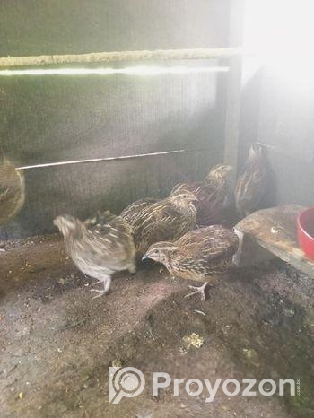 ডিম পাড়া কোয়েল