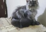 Persian male kitten