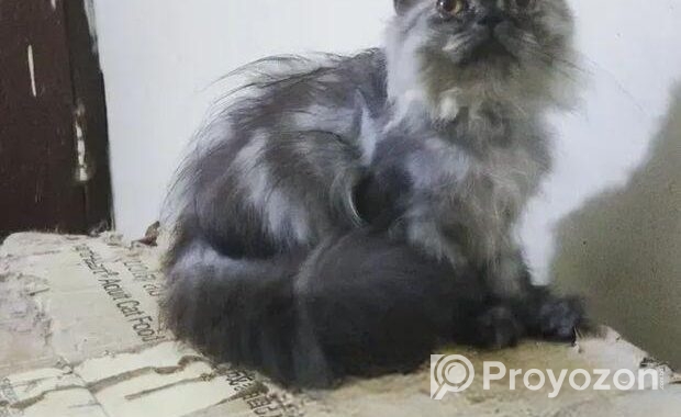 Persian male kitten