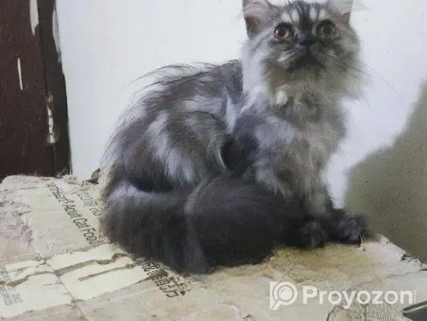 Persian male kitten
